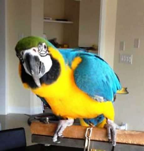 Blau und Gold Ara Papageien 2 Jahre alt